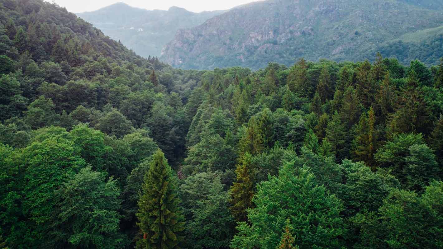 Green Forest 2022 11 15 13 48 51 Utc